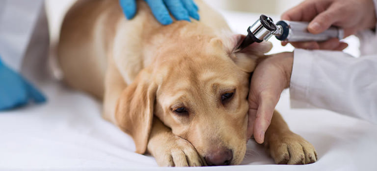 Best Vets Orlando