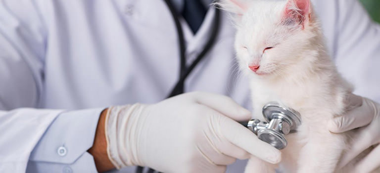 Low Cost Vet Orlando