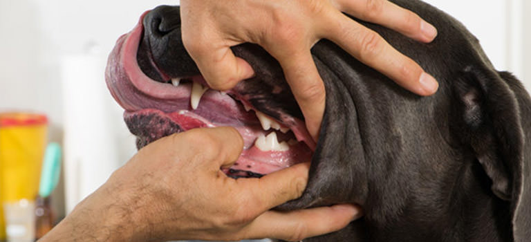 Pet Dentistry Orlando