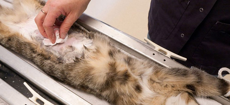 Pet Spay Neuter Orlando