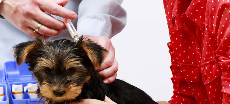 Pet Vaccinations Orlando